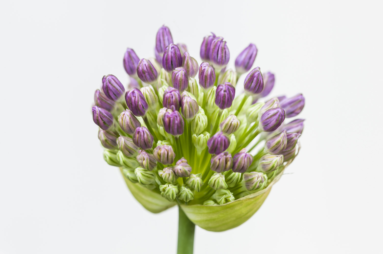 allium ampeloprasum