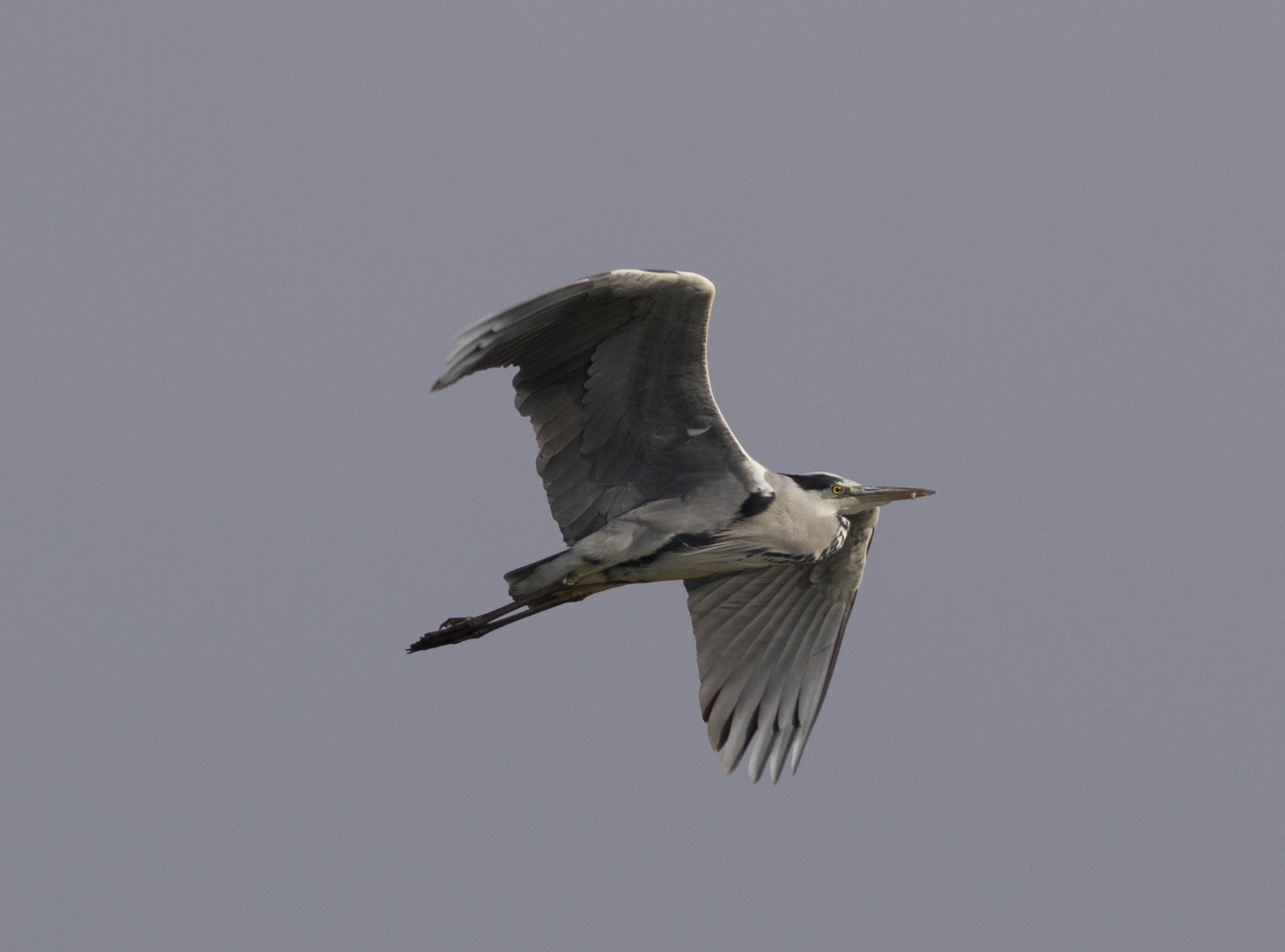 Heron in flight (Ardea cinerea)