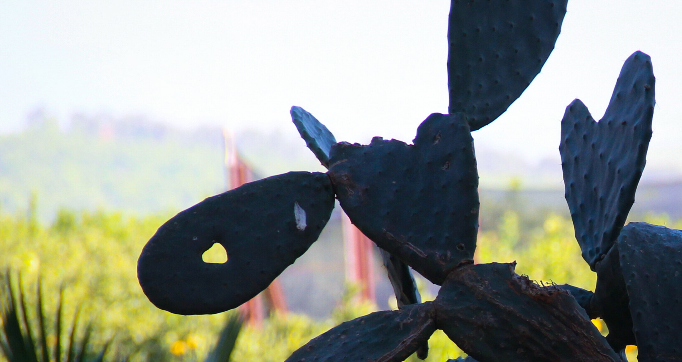 Tre cuori e un cactus...