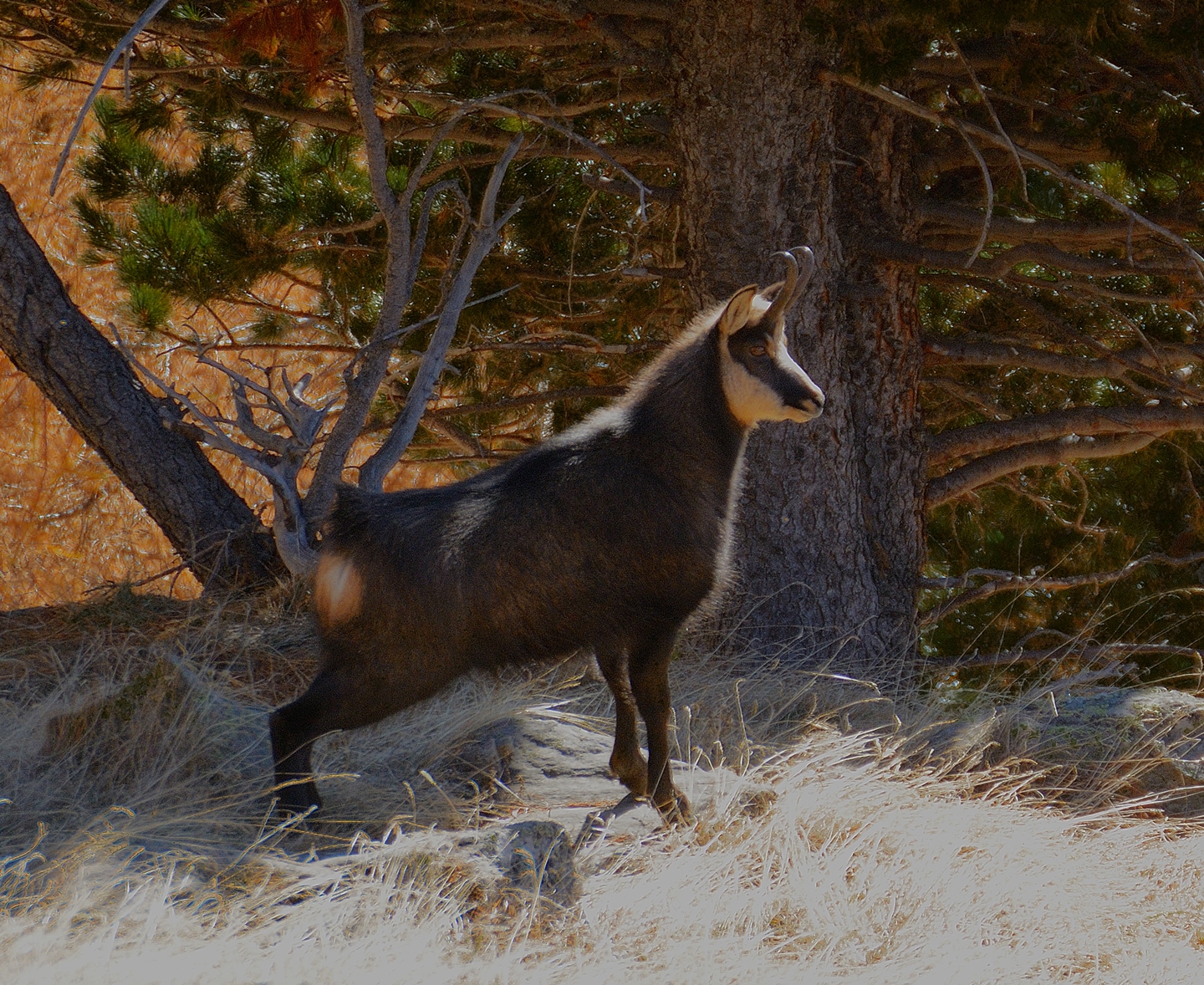 Chamois