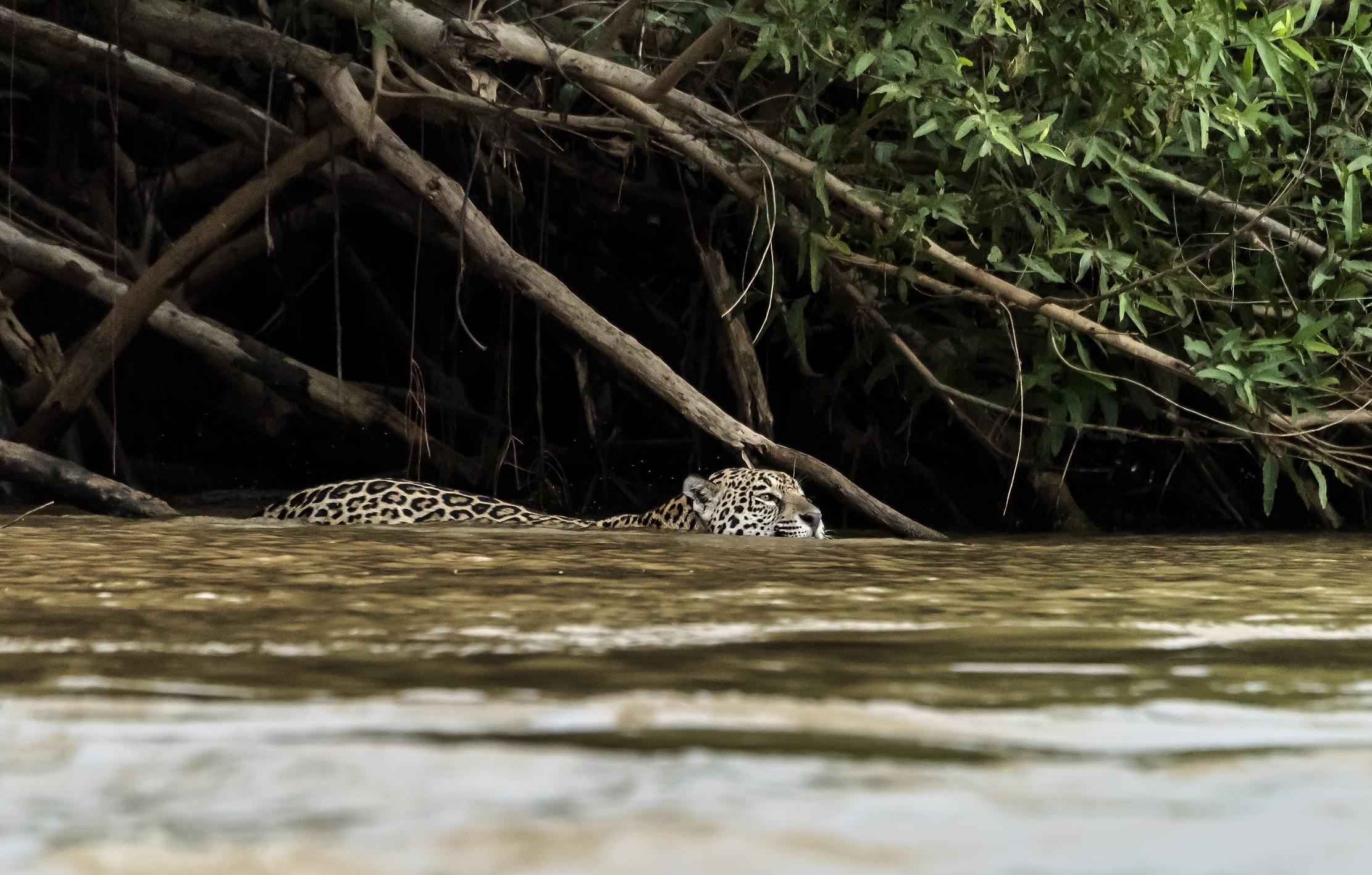 Pantanal 2015 - Jaguar
