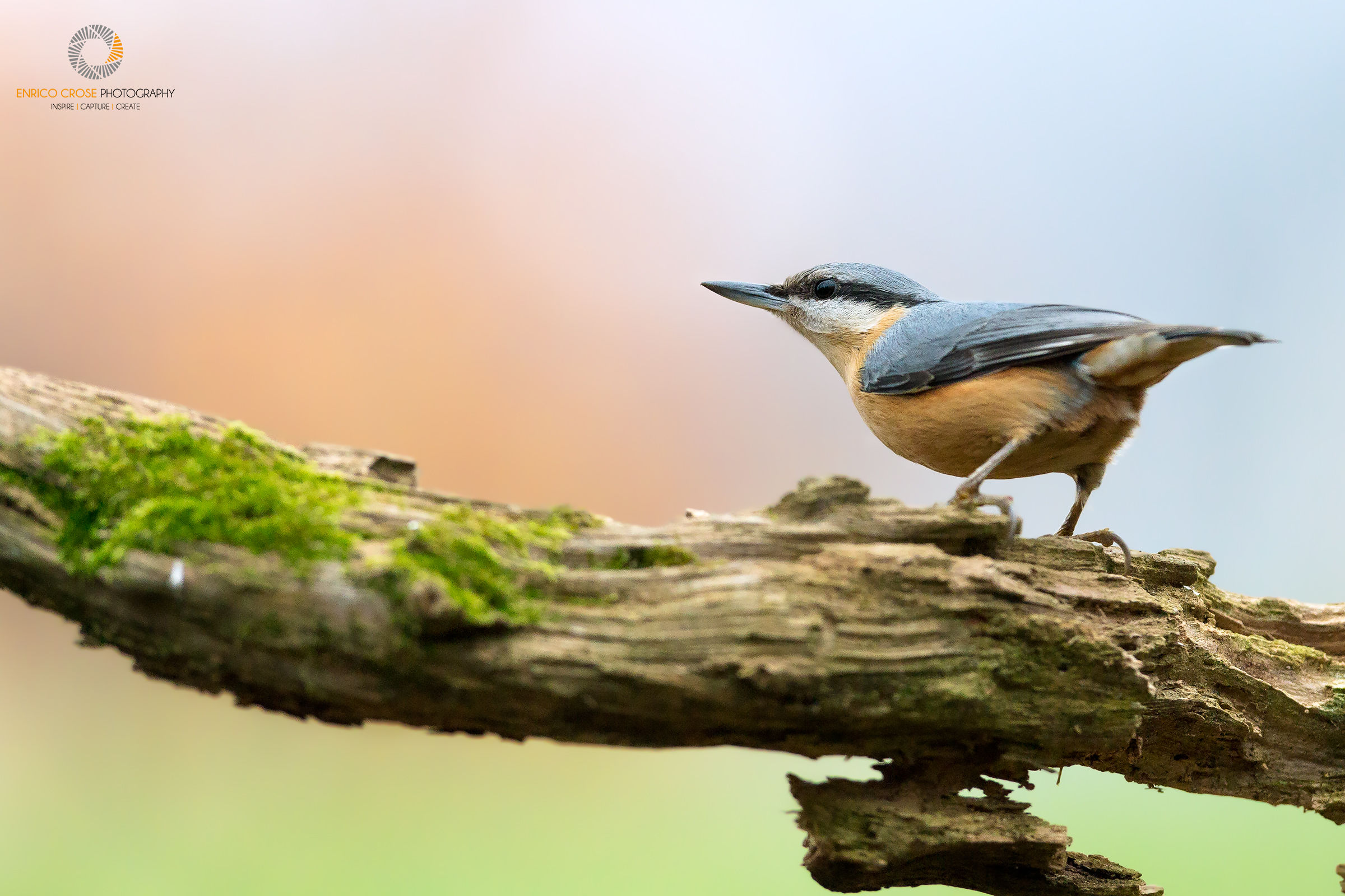 Nuthatch