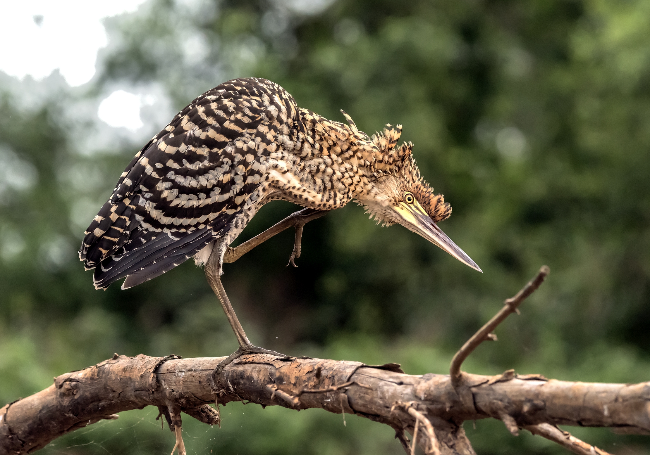 Pantanal 2015 - Airone tigrato