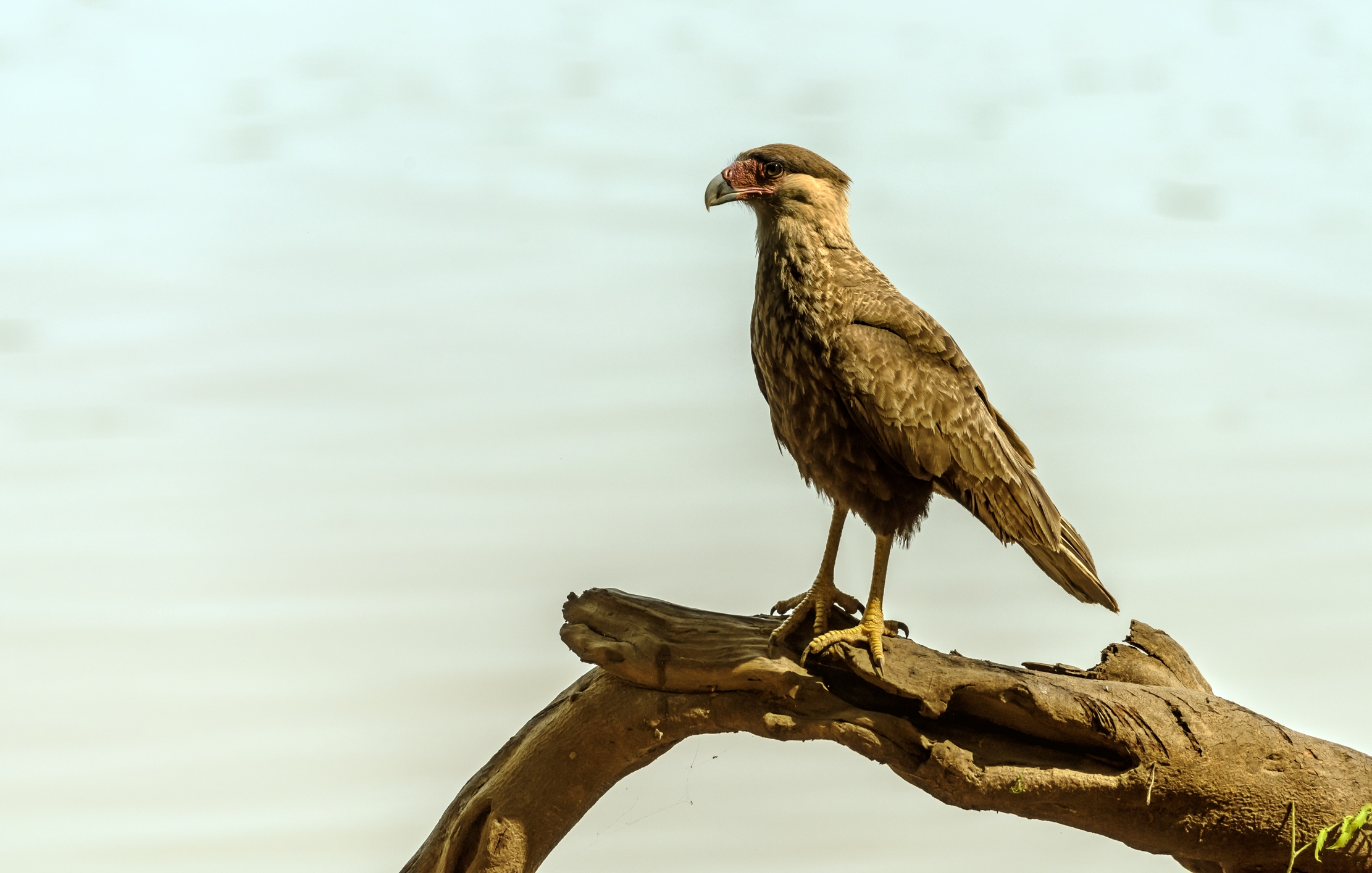 Pantanal 2015 - Karakara