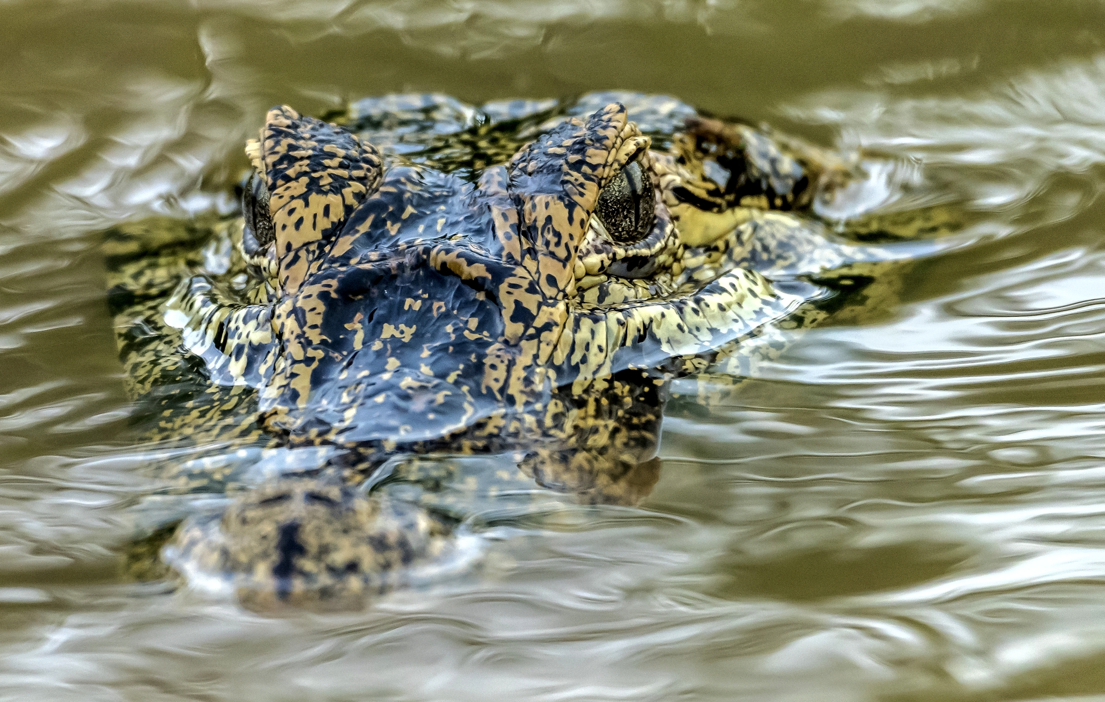 Pantanal 2015 - Caiman