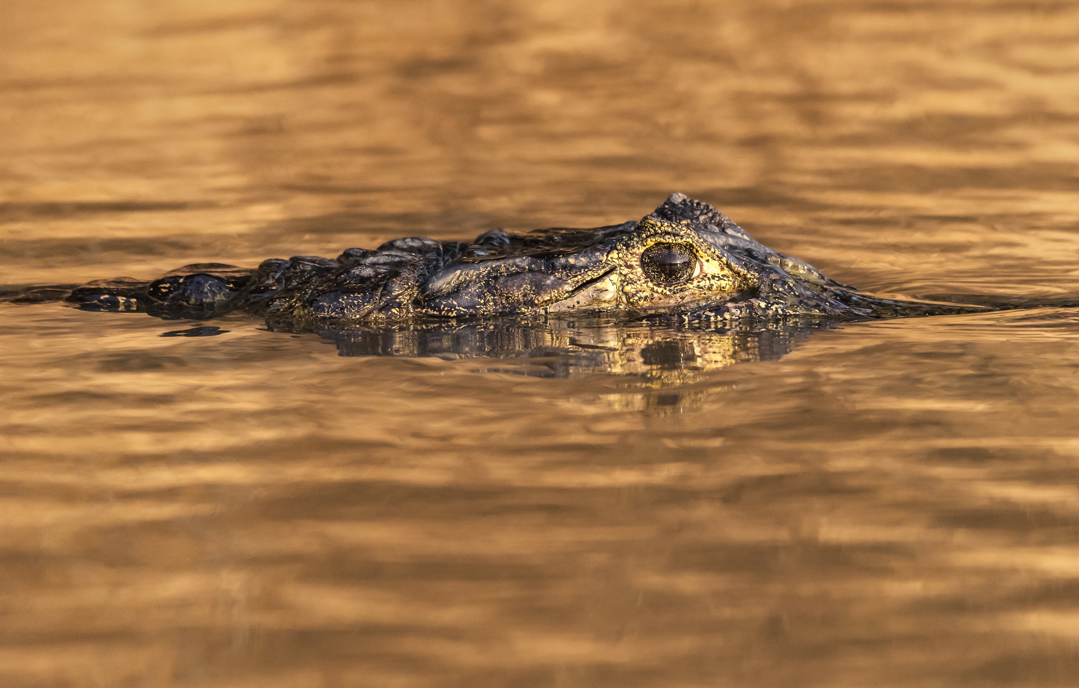 Pantanal 2015 - Caiman