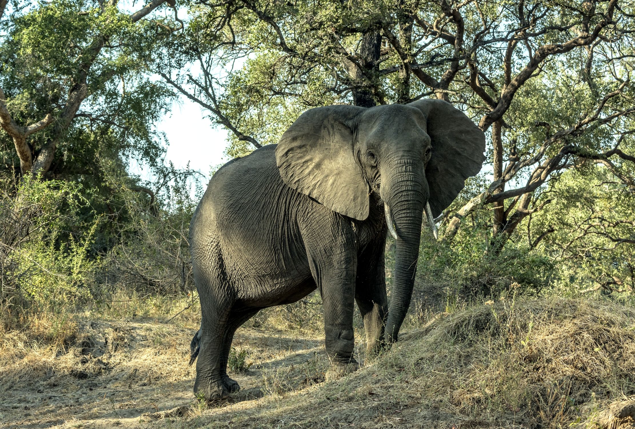 Zambia 2015 - All'ombra