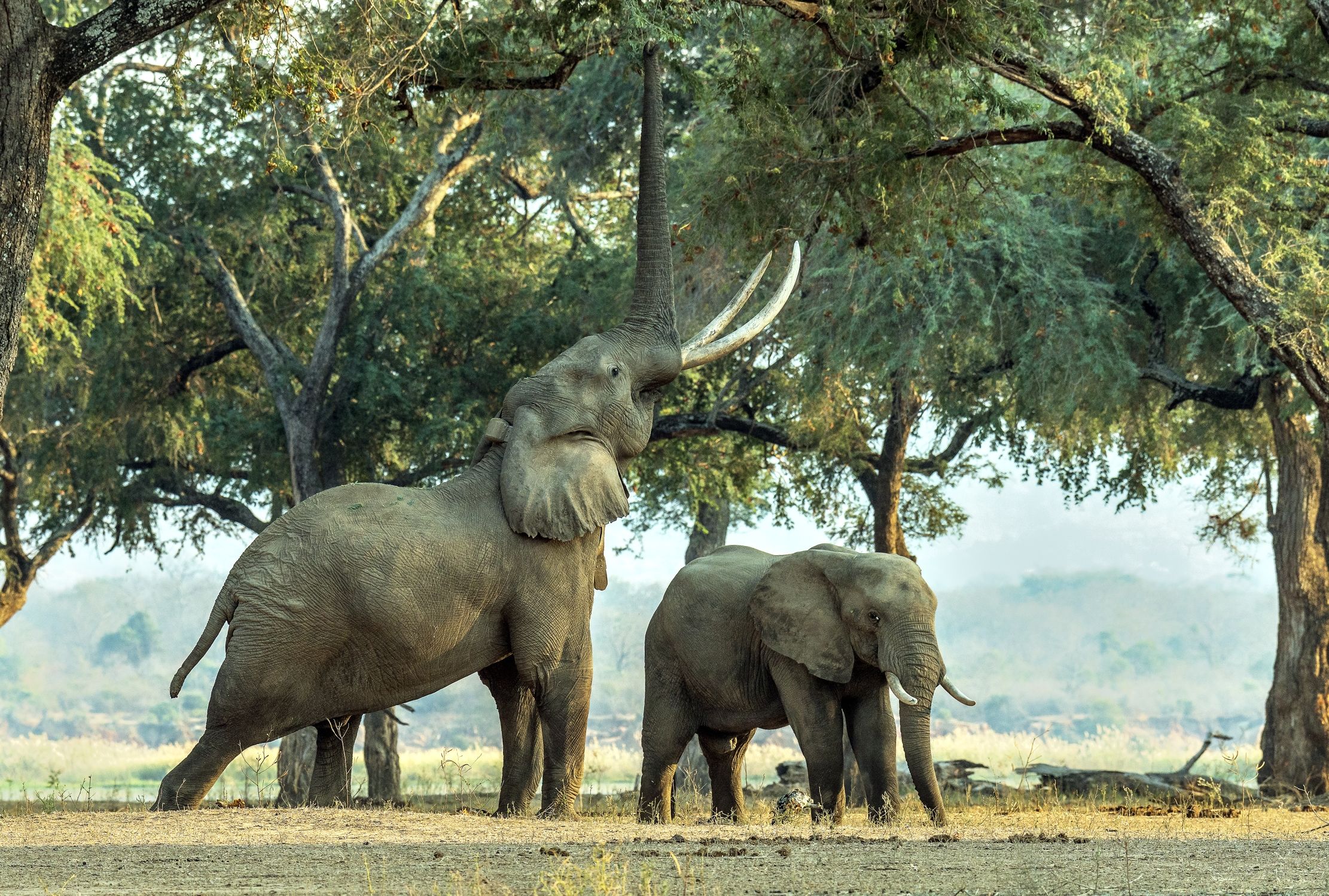 Zimbawe 2015 - Boswells in allungo