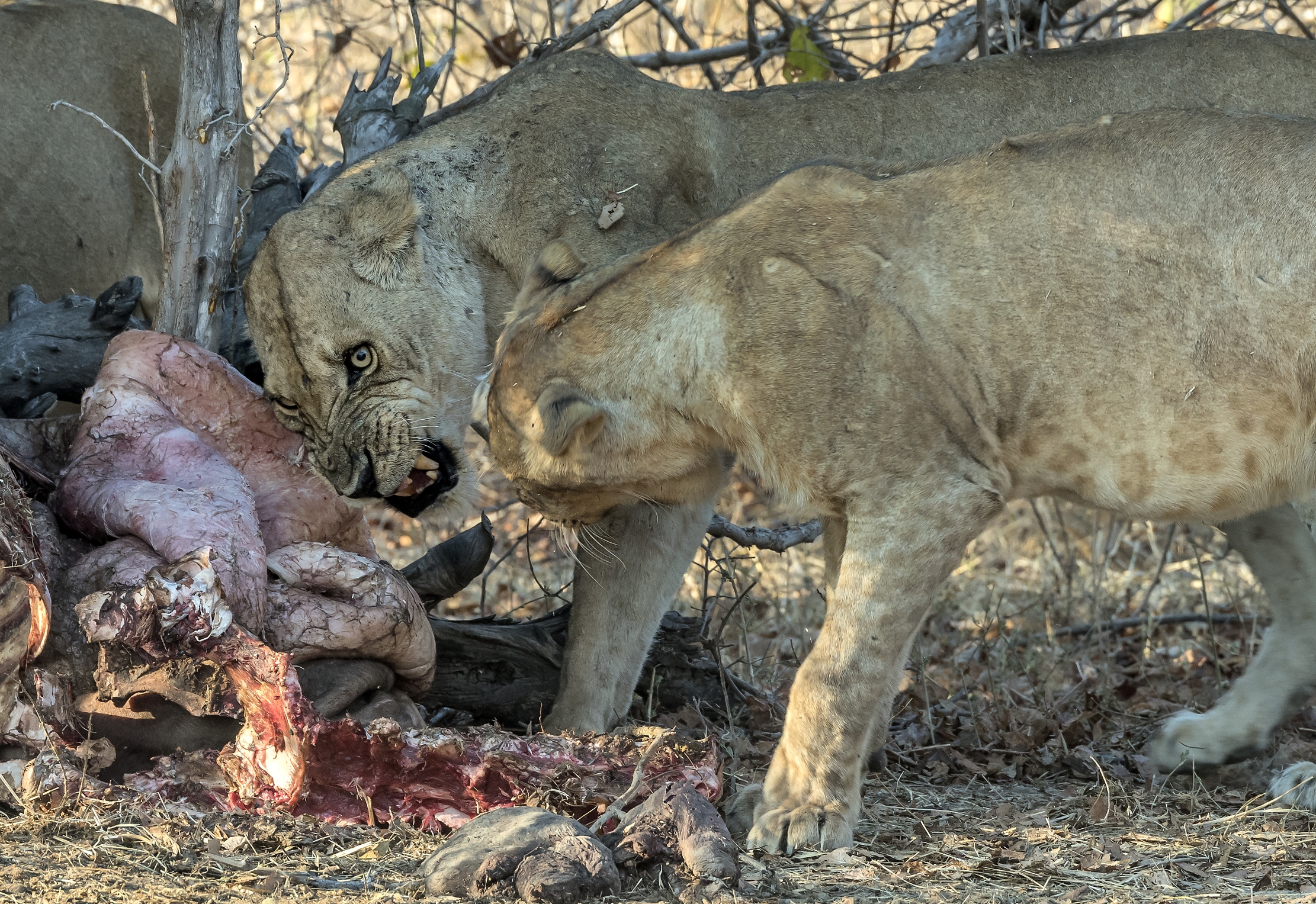 Zambia 2015 - allora??