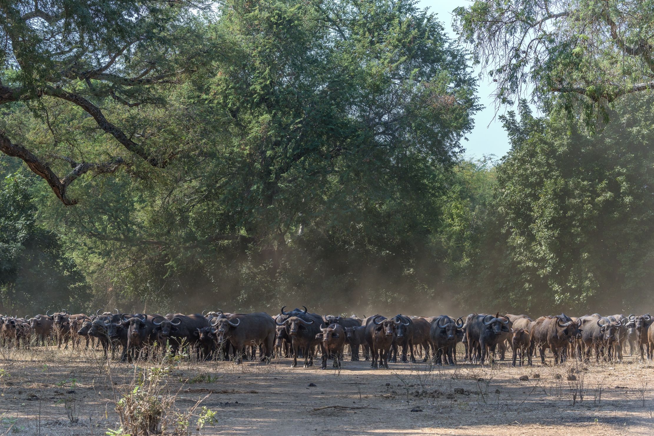 Zambia 2015 - Bufali