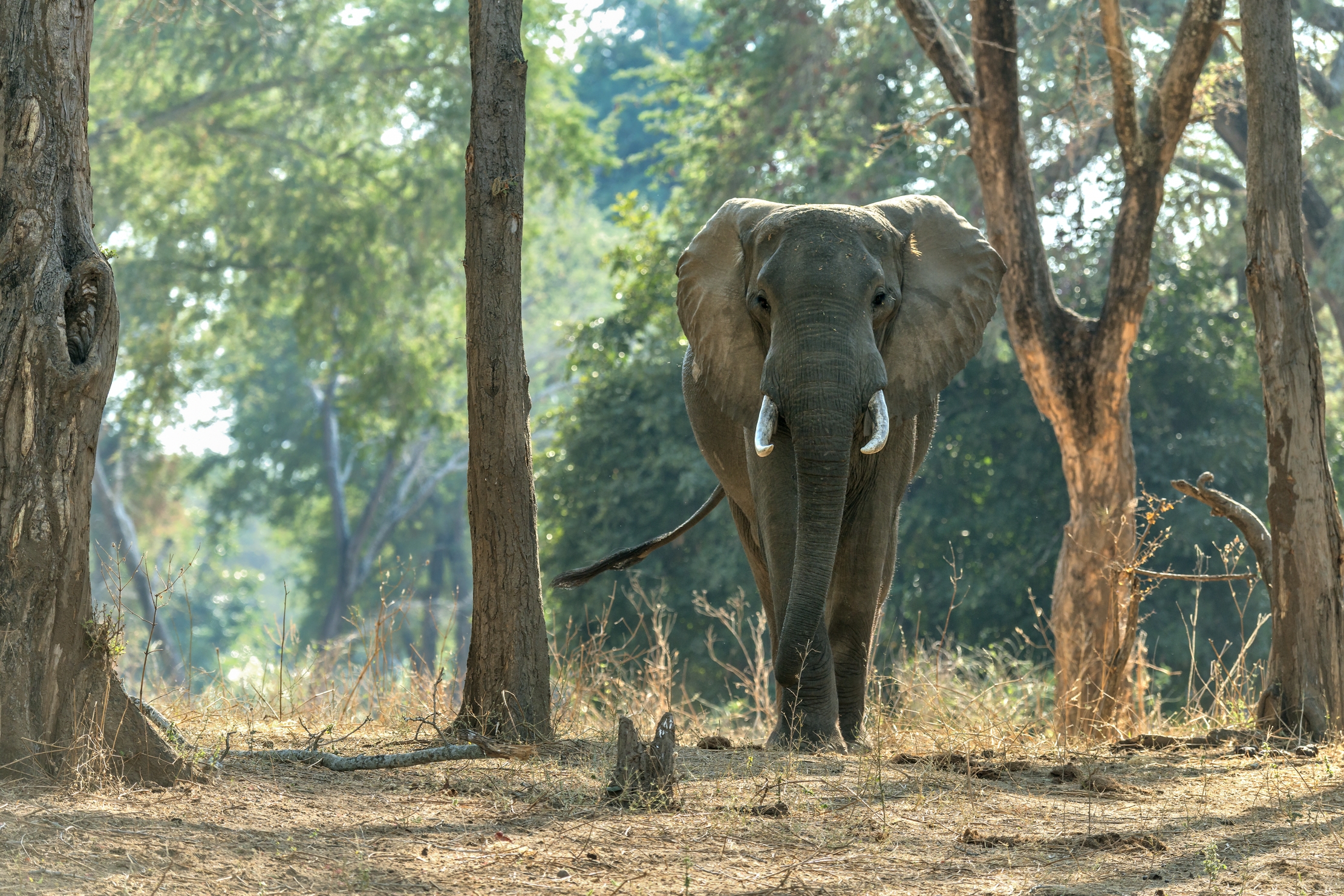 Zambia 2015 - Elephant