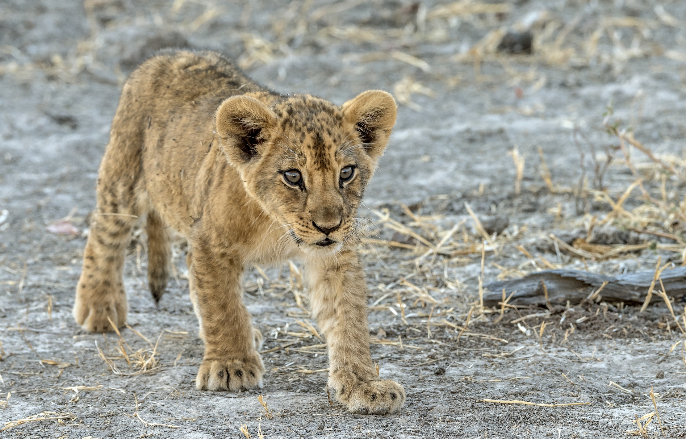 Zambia 2015 - Cucciolo