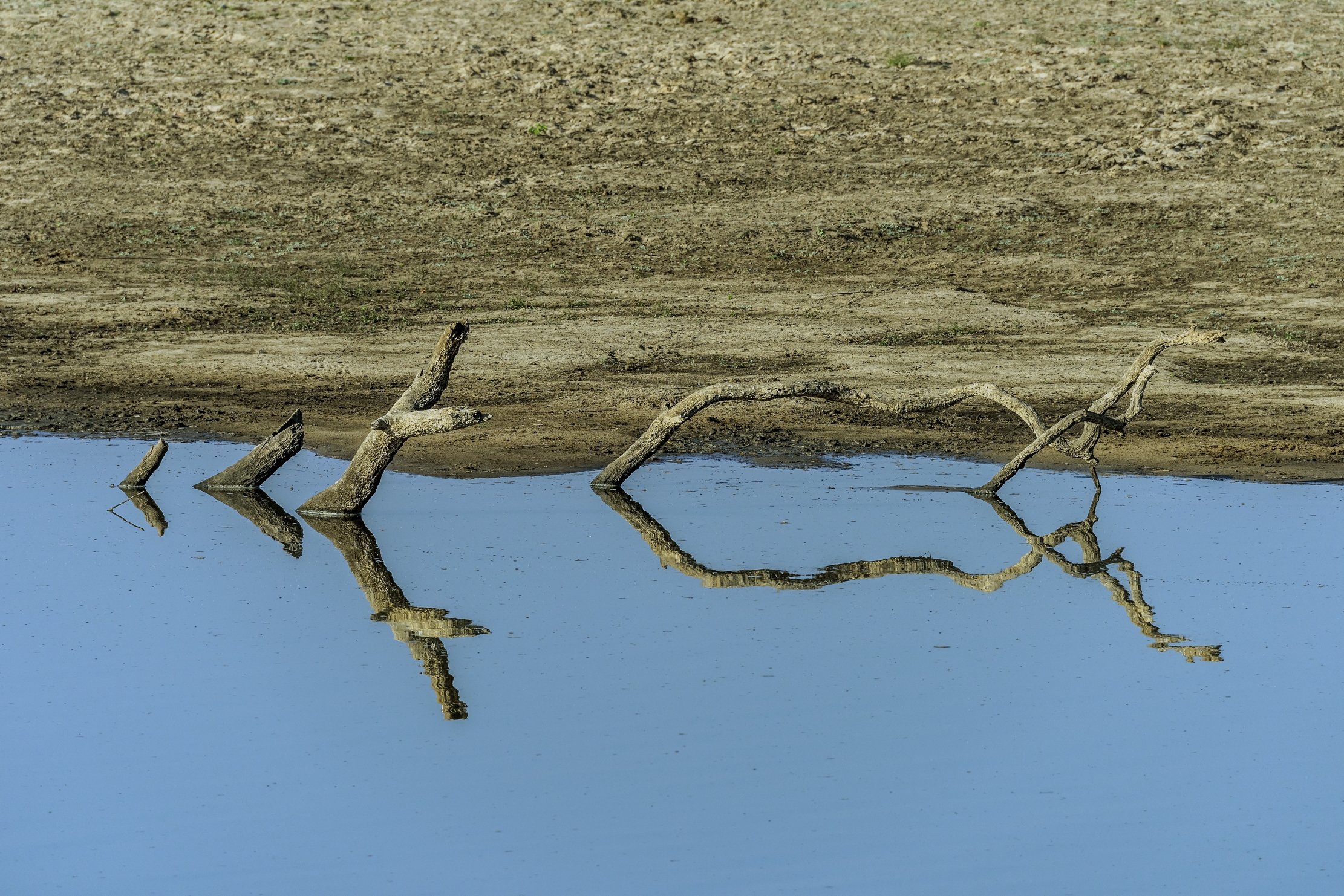 Zambia 2015 - Sul Luangwa