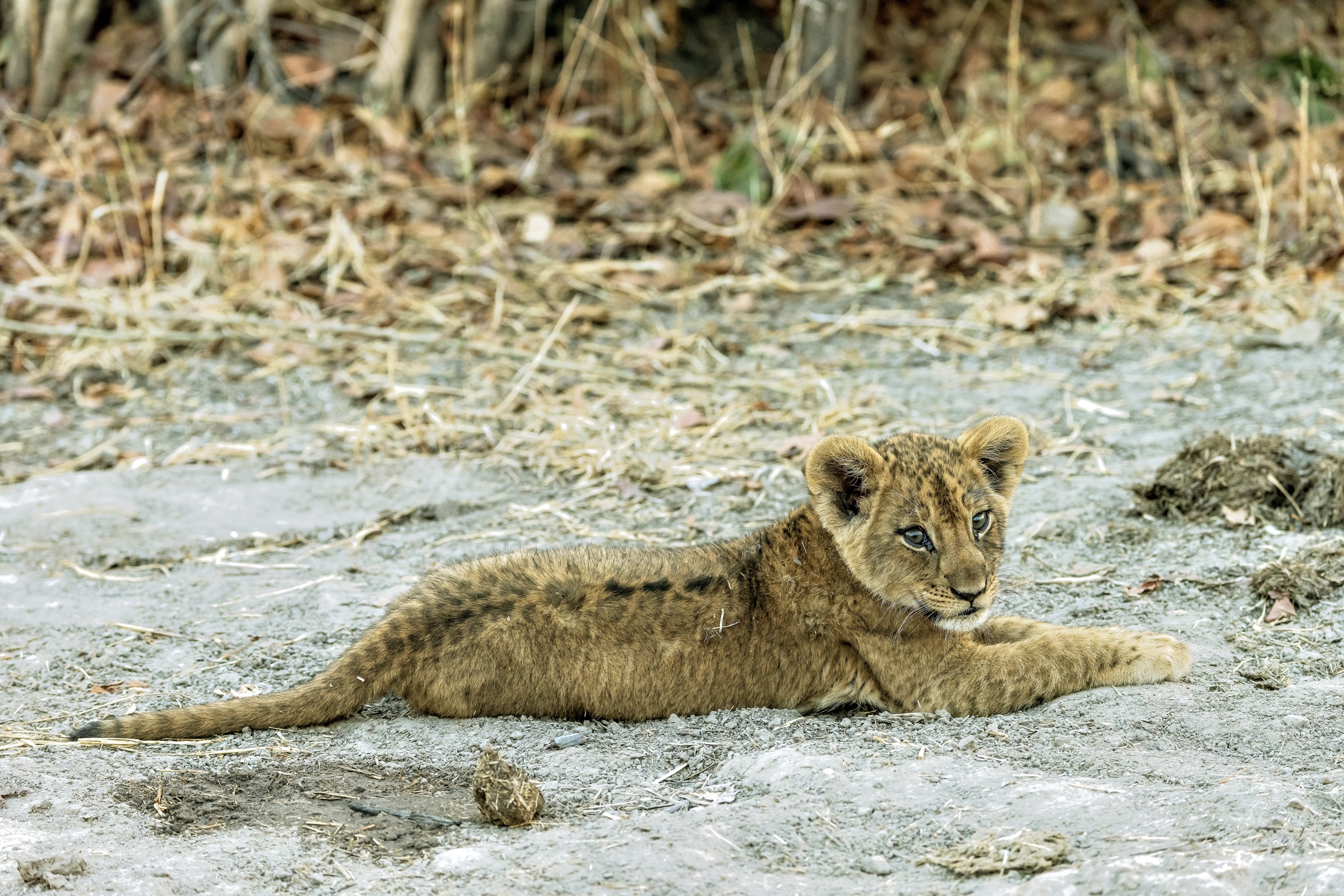 Zambia 2015 - Cucciolo