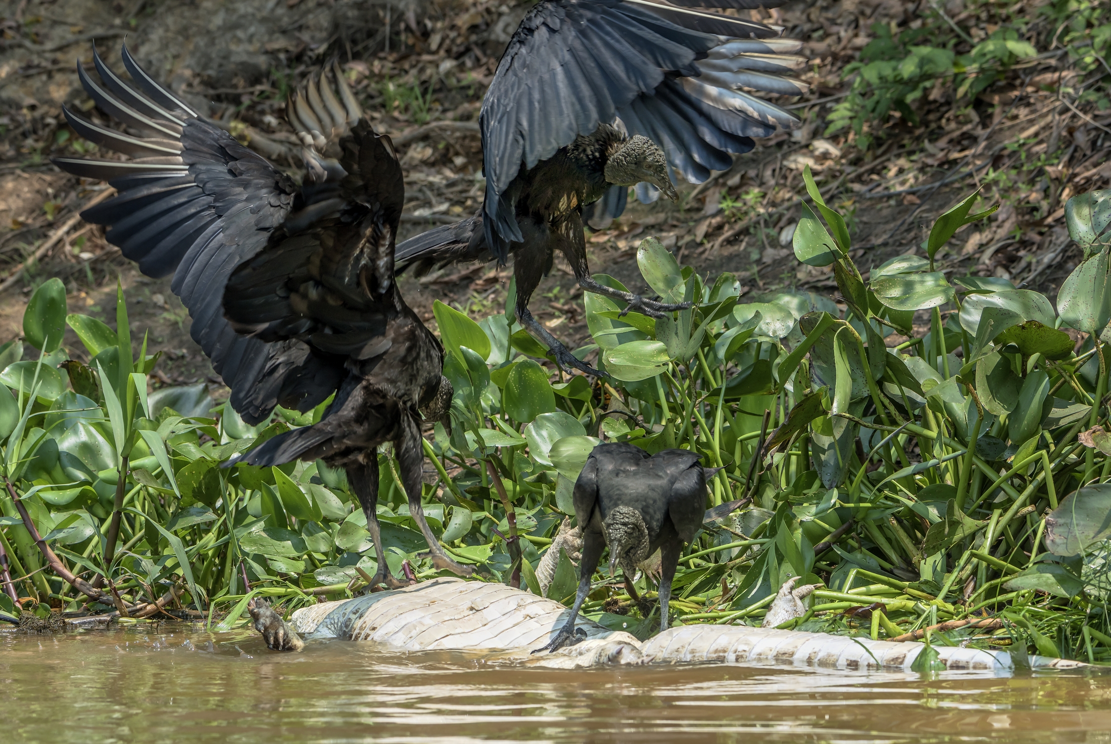 Pantanal 2015 - Black volture