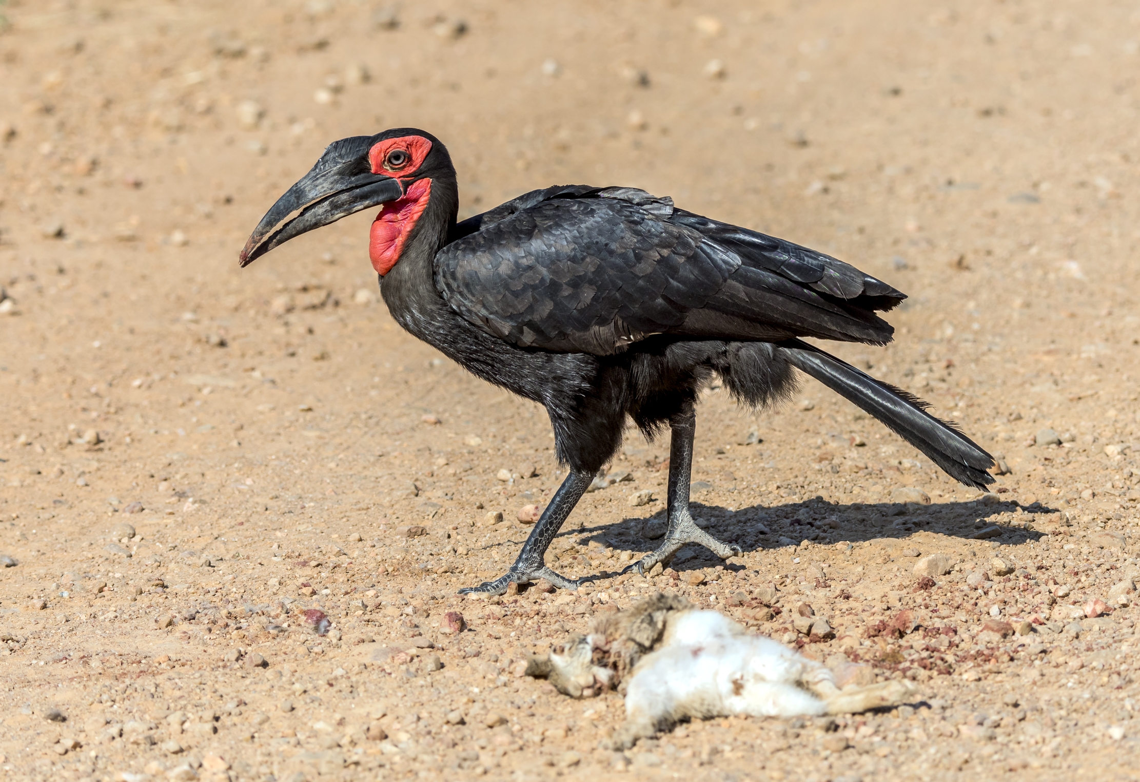 Zambia 2015 - Bucero di terra