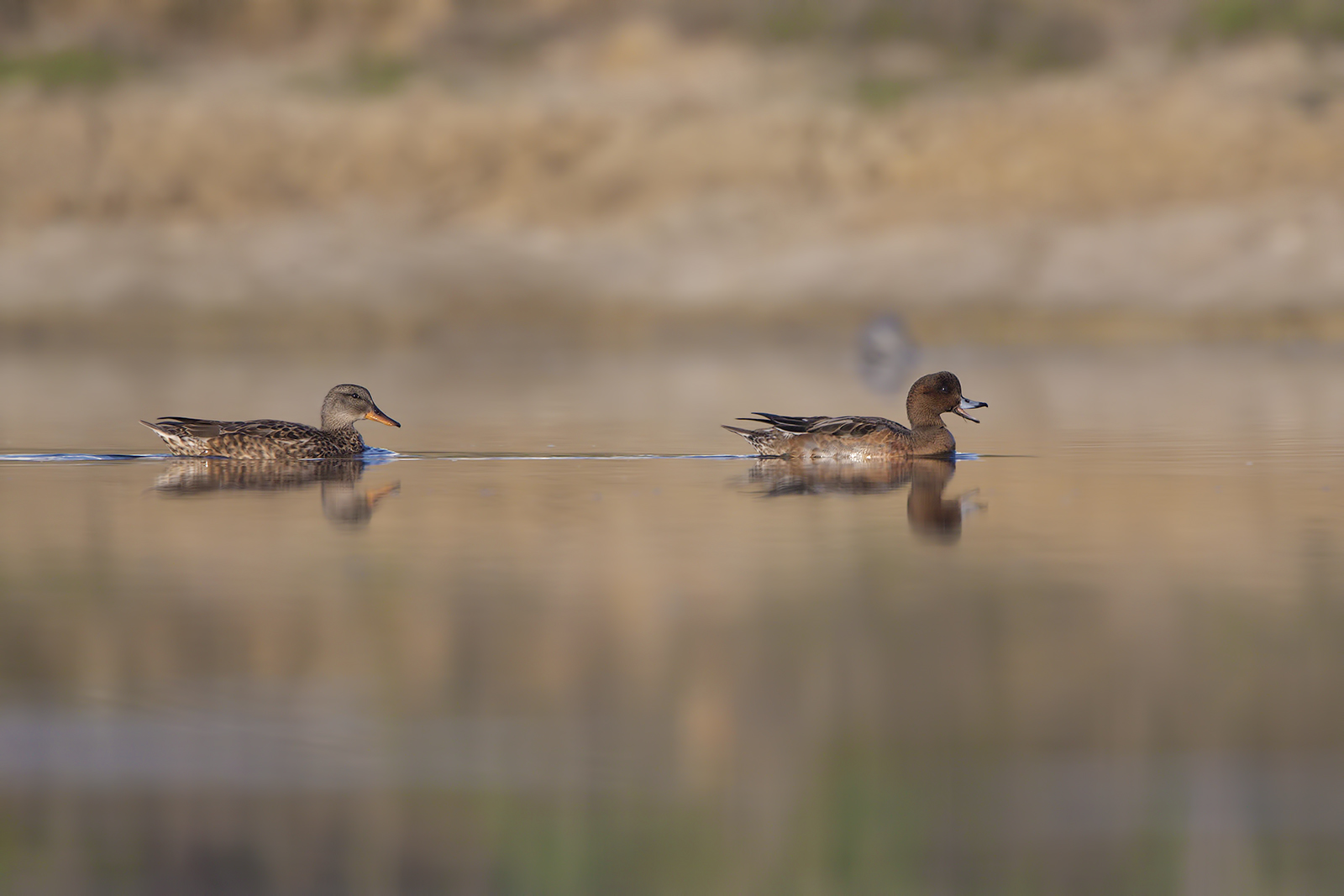 Canapiglia e fischione