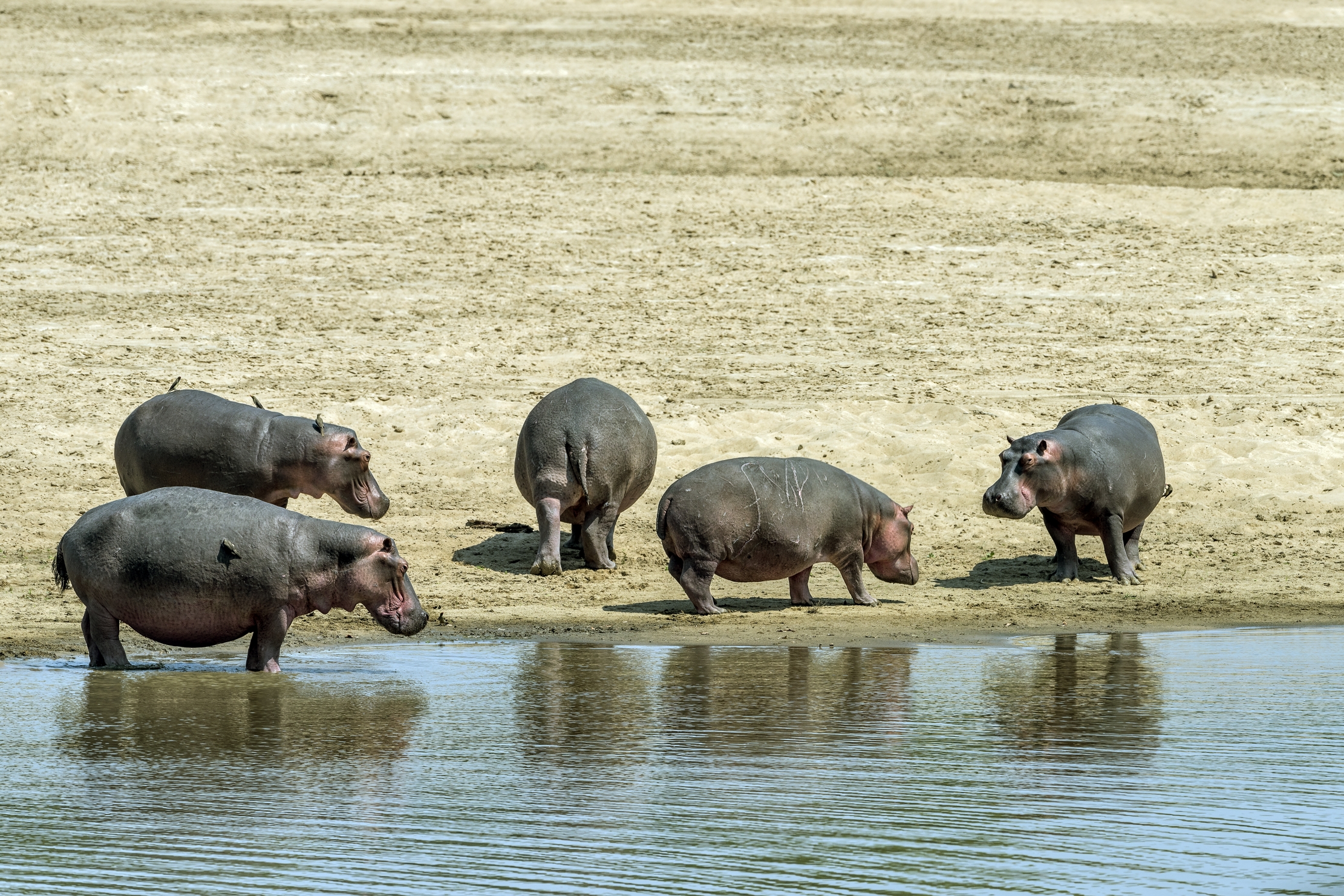 Zambia 2015 - Sul Luangwa