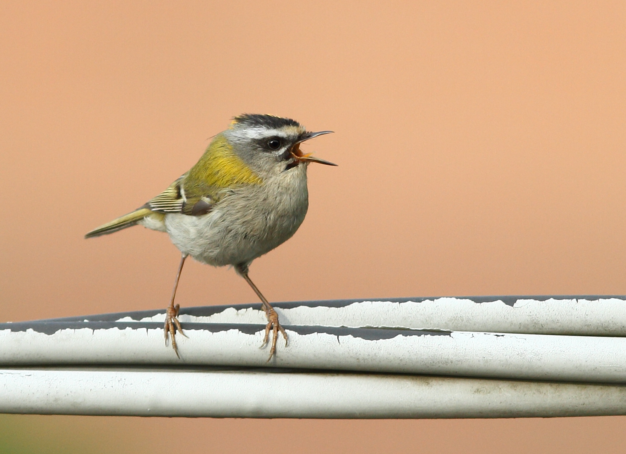 Firecrest