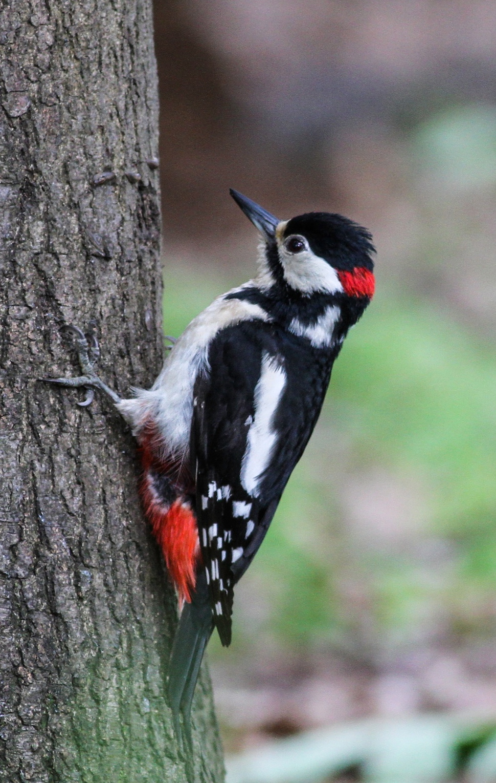 Spotted Woodpecker