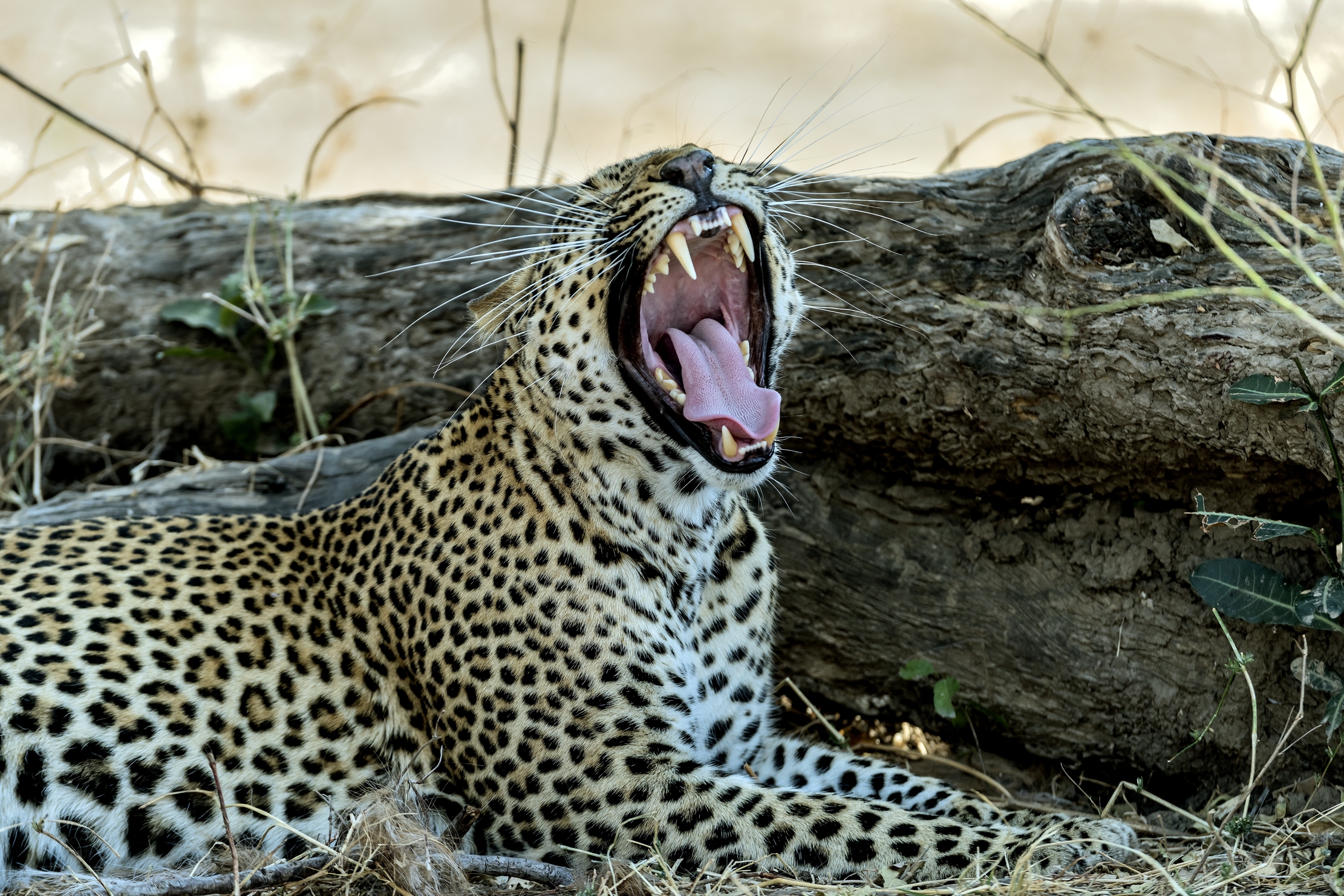 Zambia 2015 - Sbadigkio