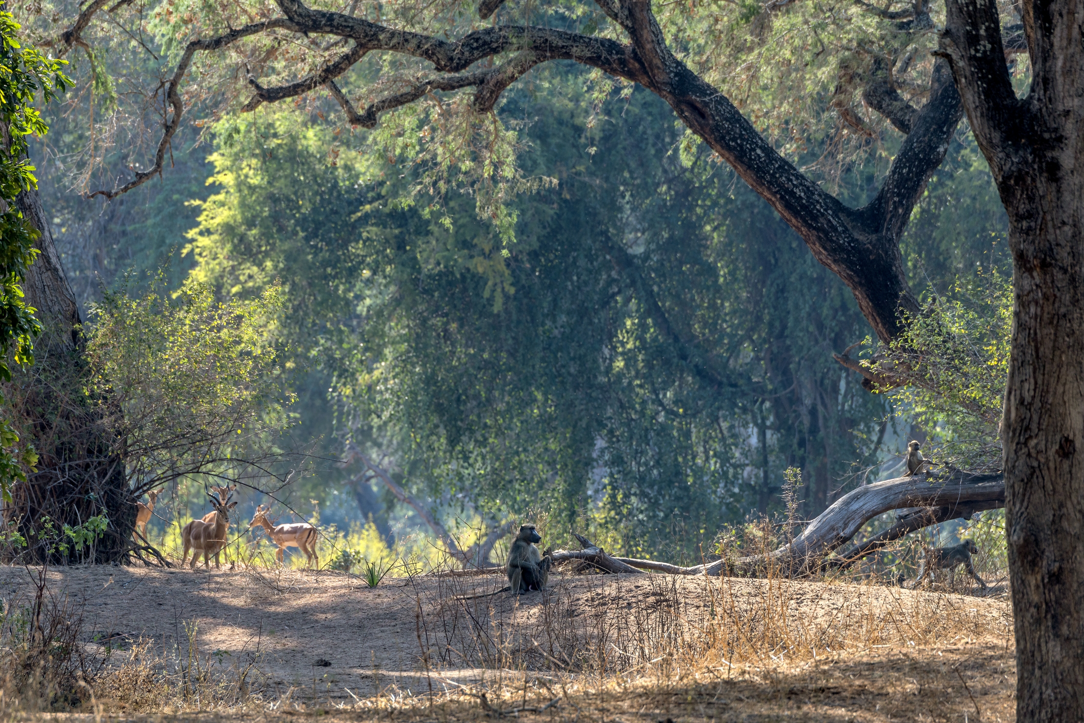 Zambia 2015 - Lower Zambesi