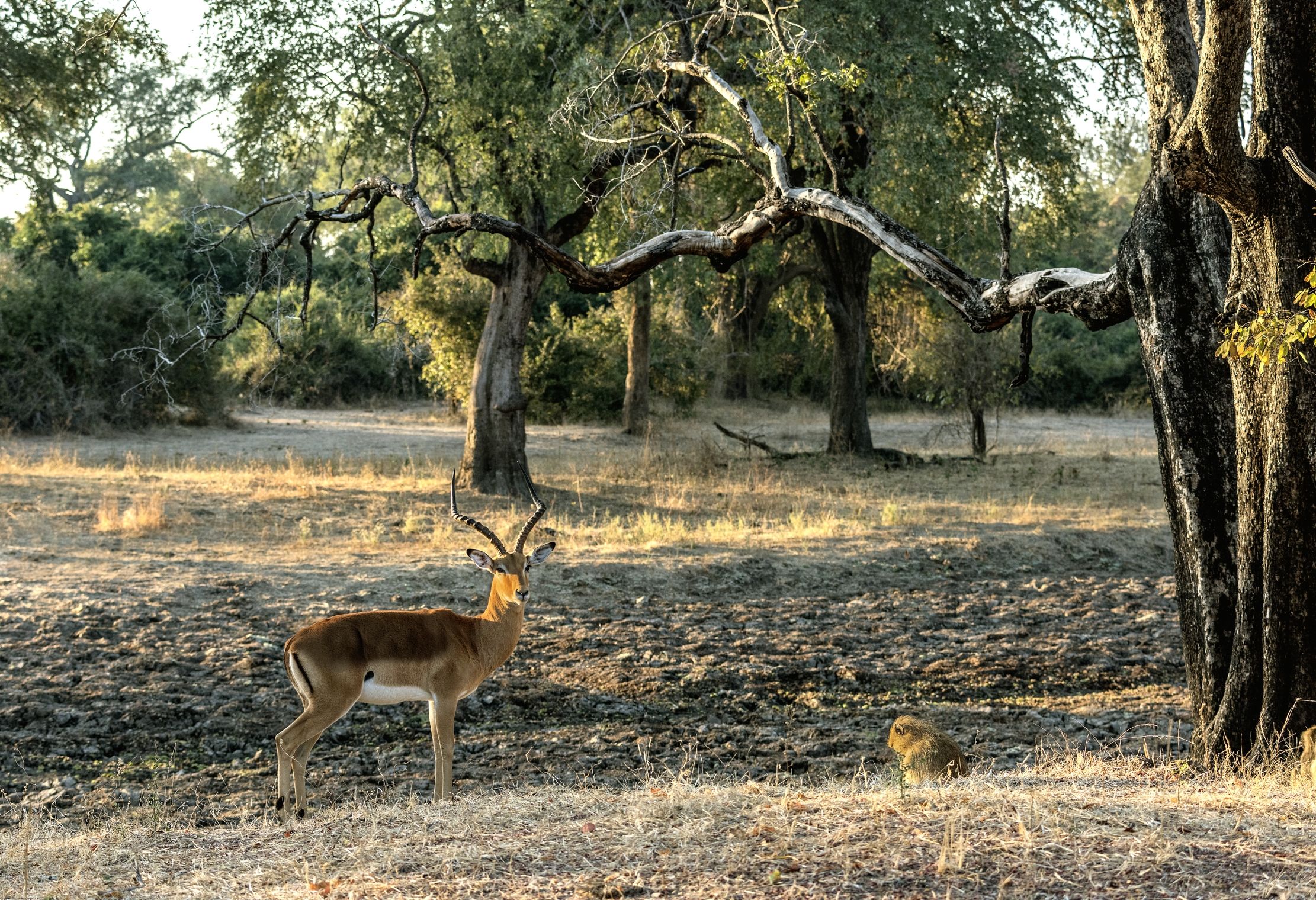 Zambia 2015 - All'alba