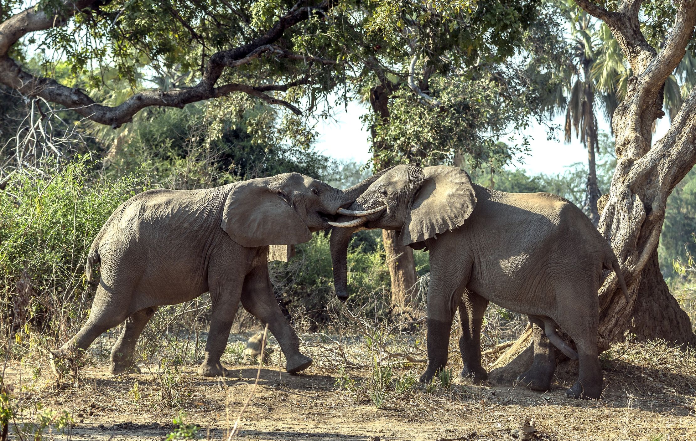 Zambia 2015 - Elephants