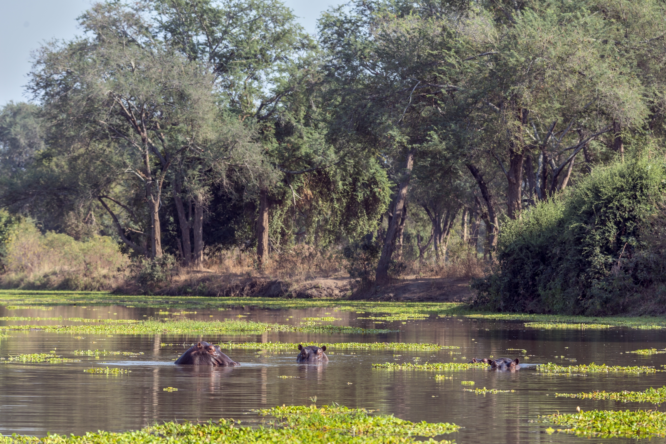 Zambia 2015 - Lower Zambesi paradise