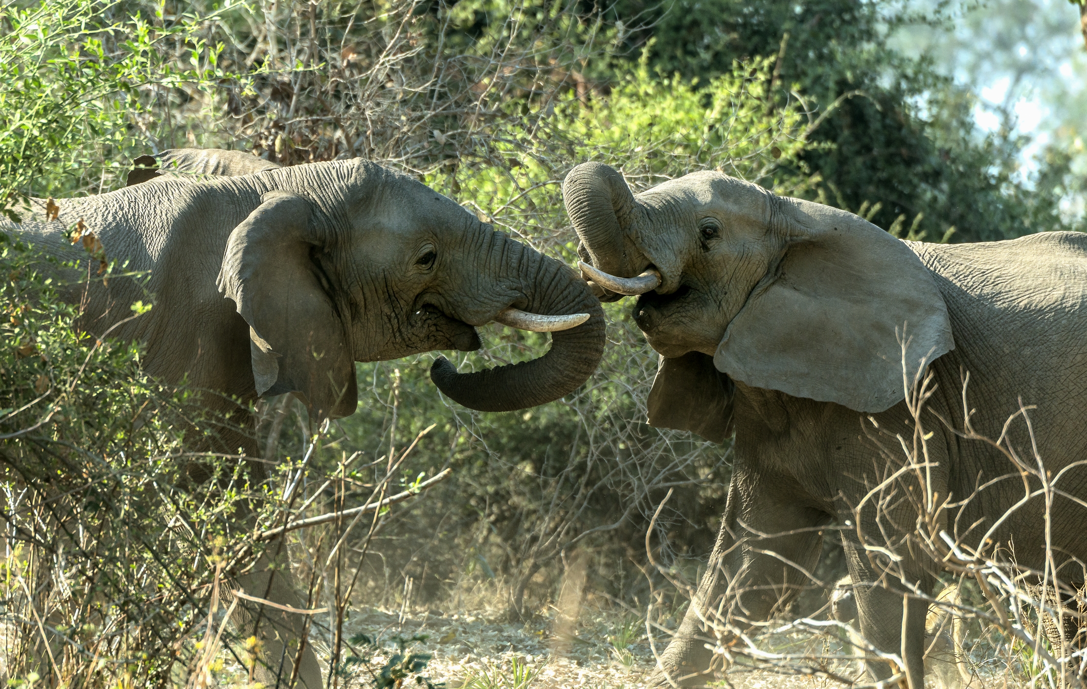 Zambia 2015 - Confronti