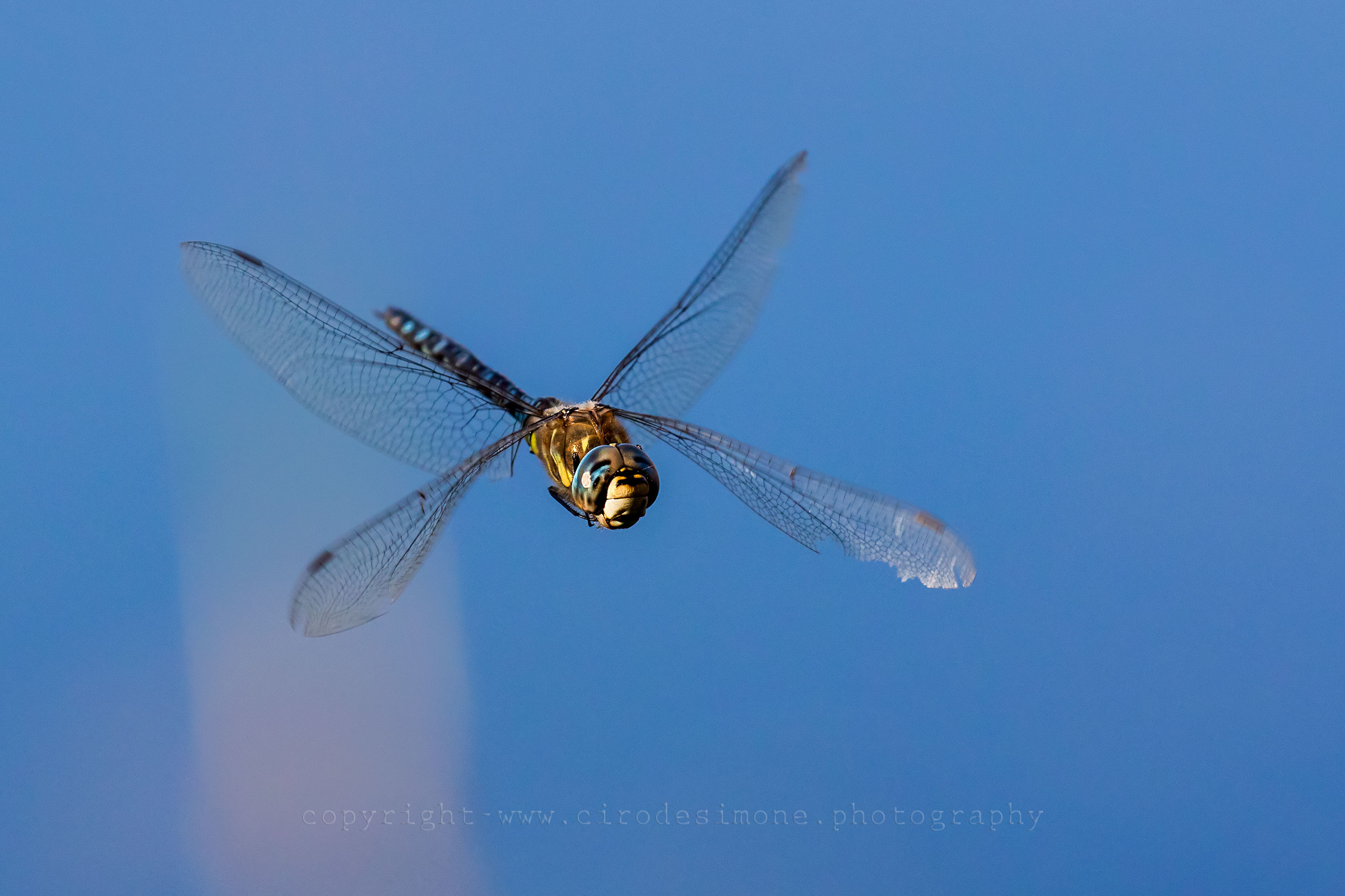 Libellula con 500 mm. e 7D Mark II