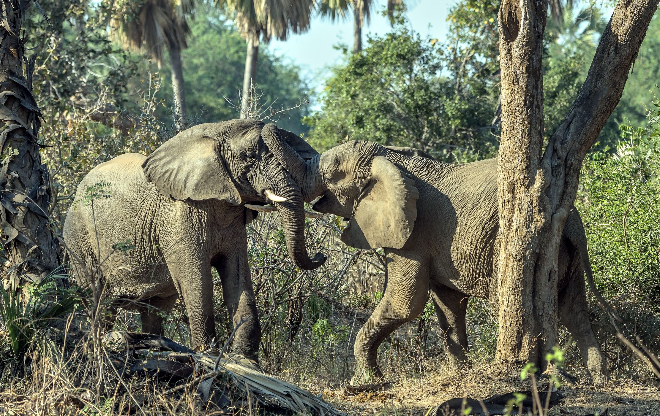 Zambia 2015 - Confronto