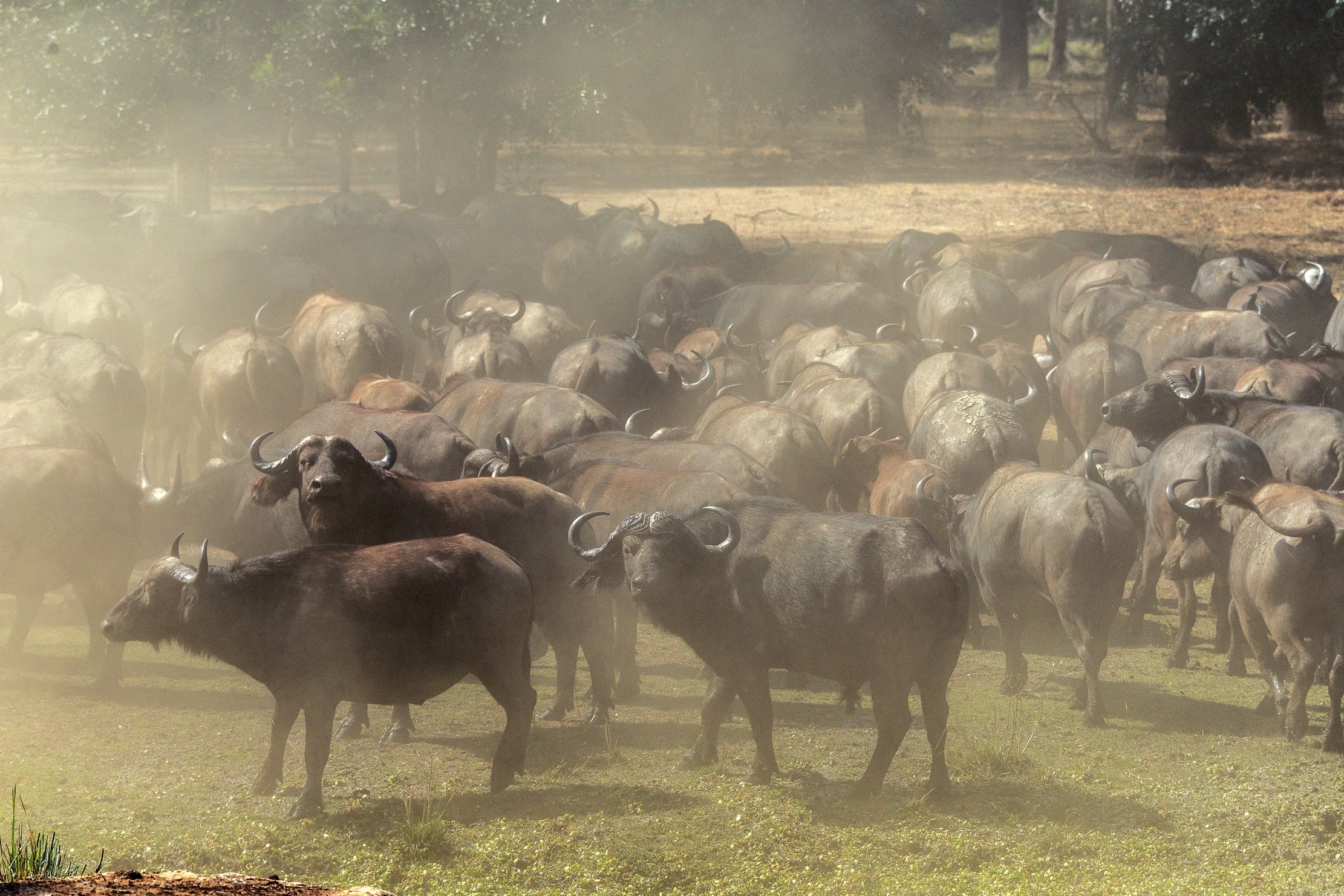 Zambia 2015 - Bufali