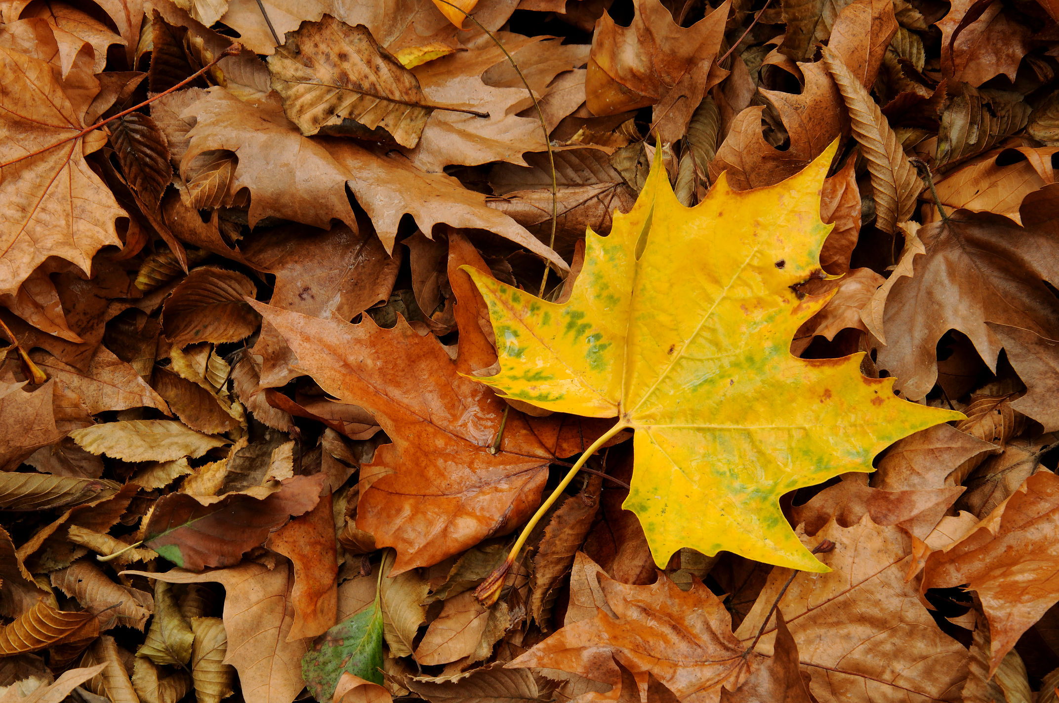 La bellezza dell' unicità