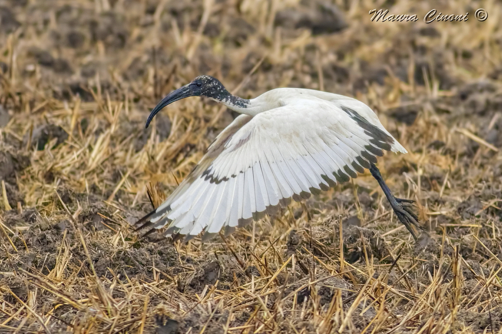 Ibis Sacro.Involo Nelle Stoppie