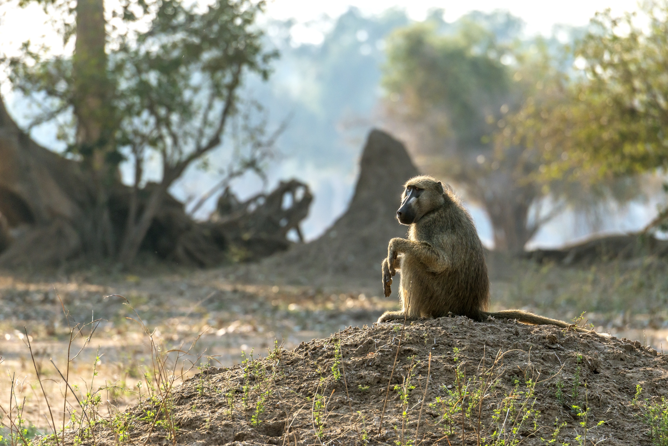 Zimbawe 2015 - Baboon