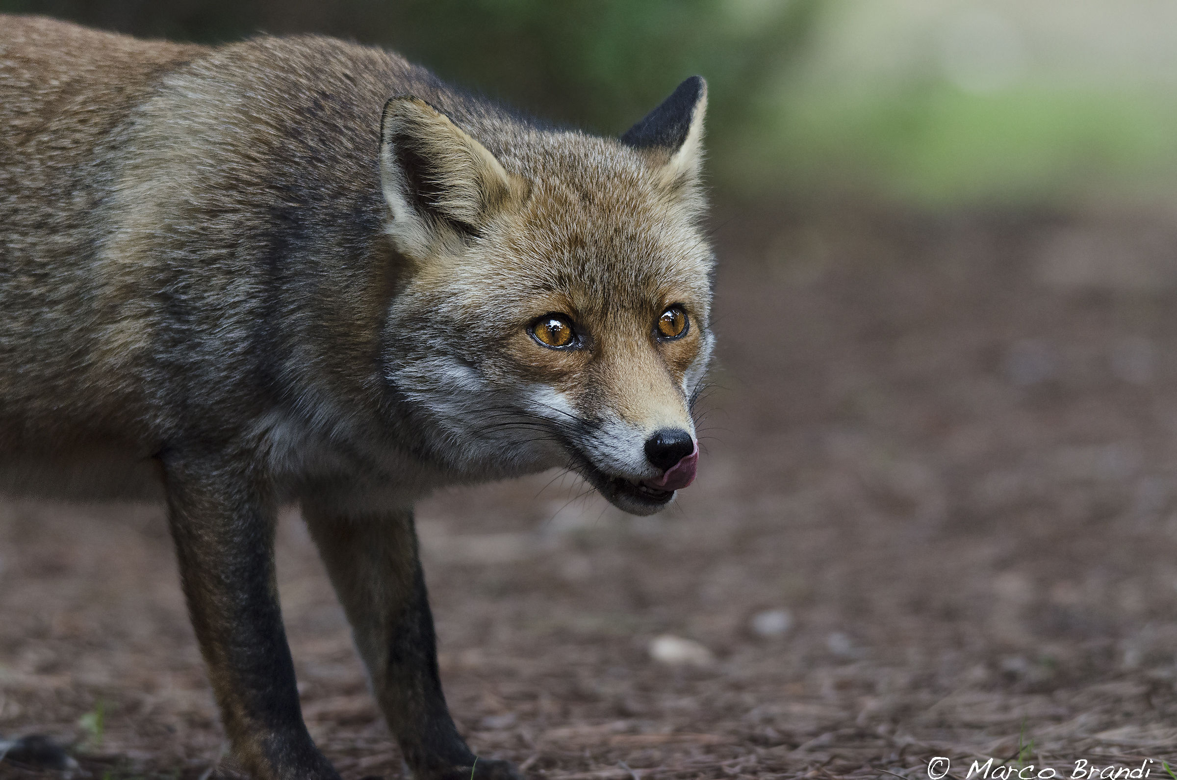 Ritratto della Volpe