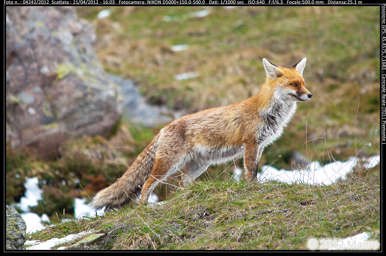 Fox Ceresole Reale