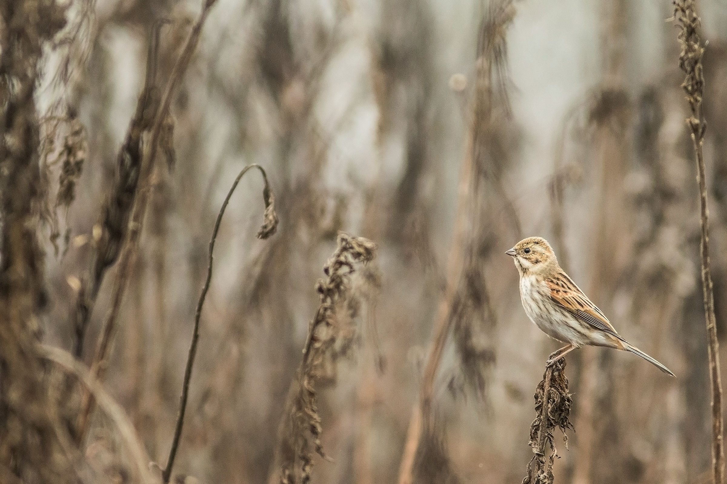 migliarino di palude