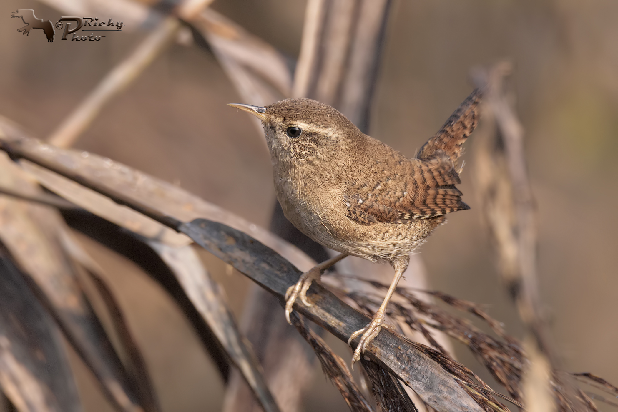 Wren