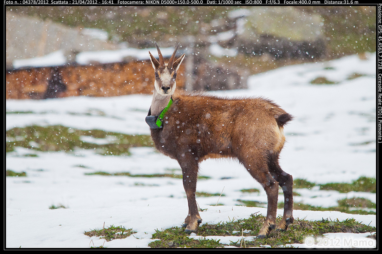 Suede Ceresole Reale