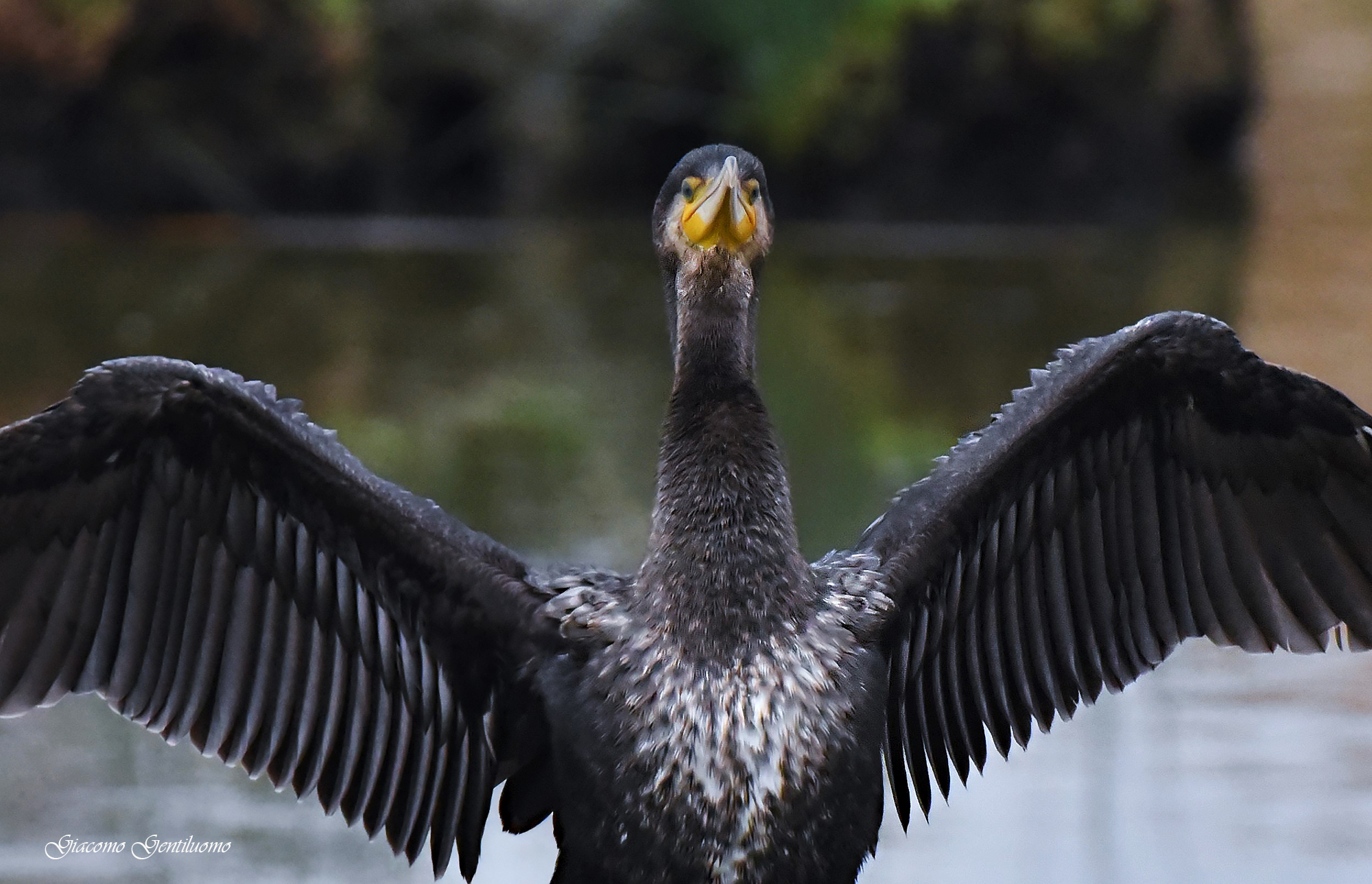 cormorano