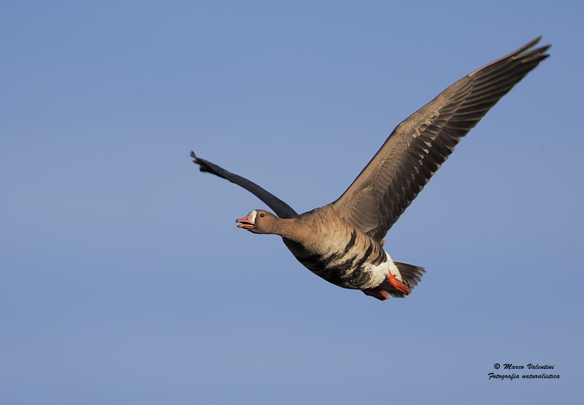 Herald of winter - 2