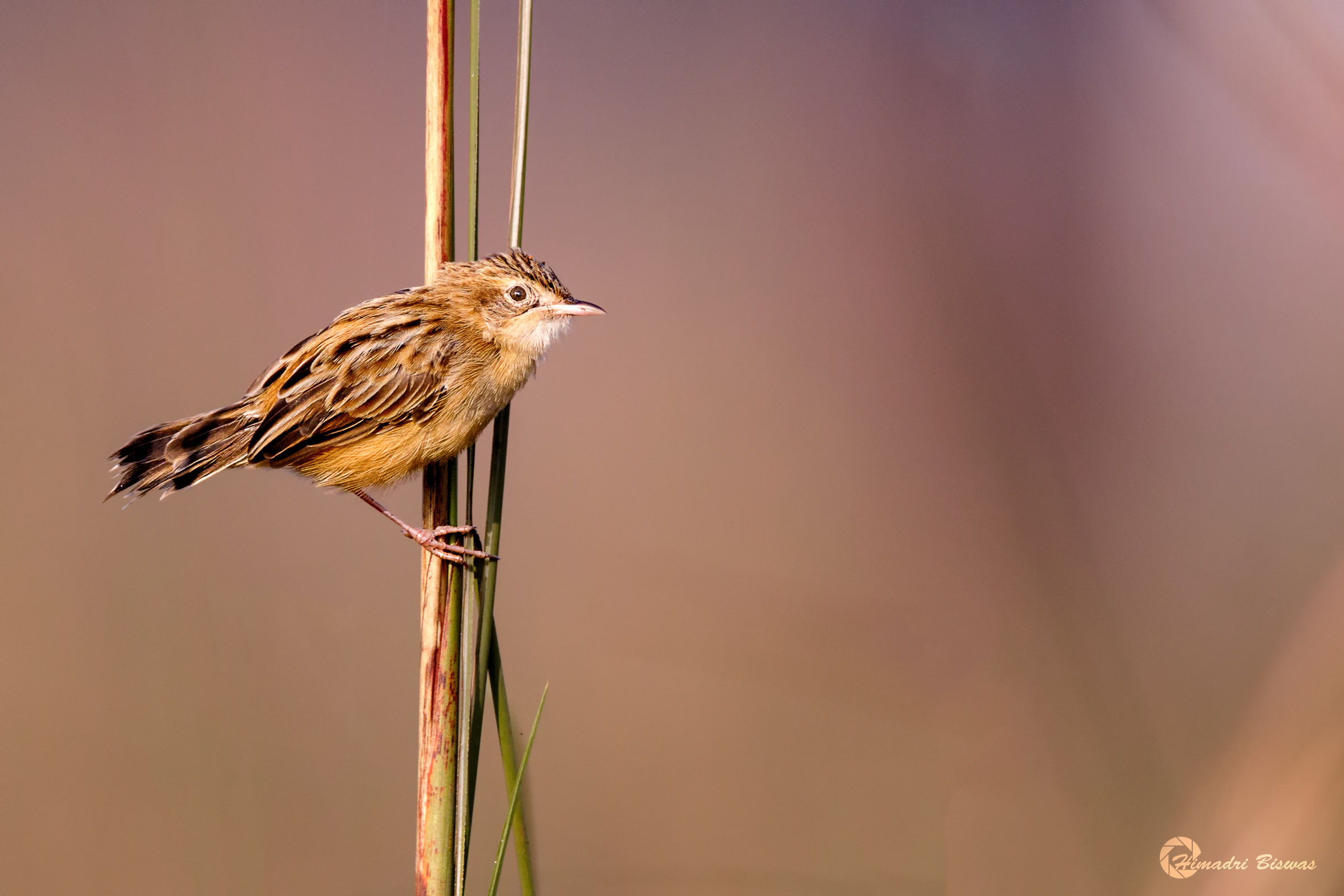 Zitting Cisticola