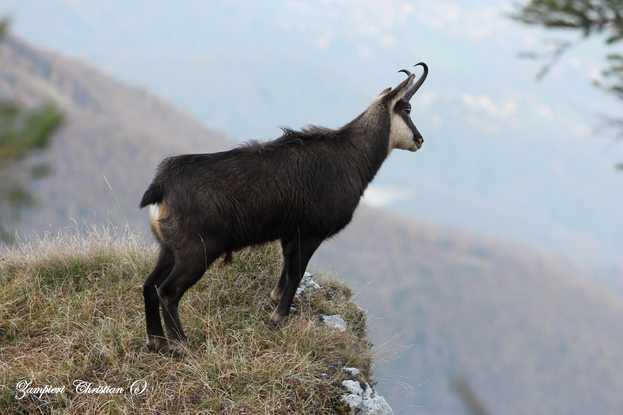 the king of the cliff