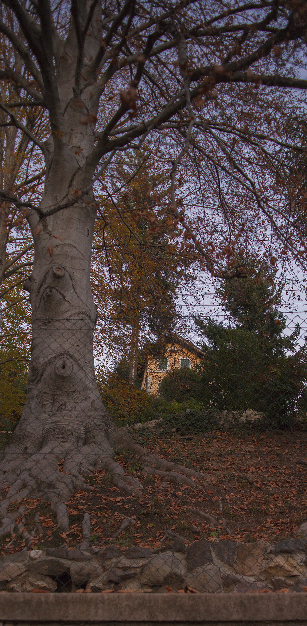 The house of the great beech