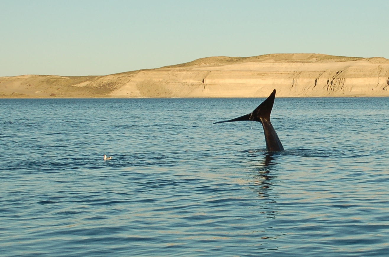 Right whale in Puerto Piramides