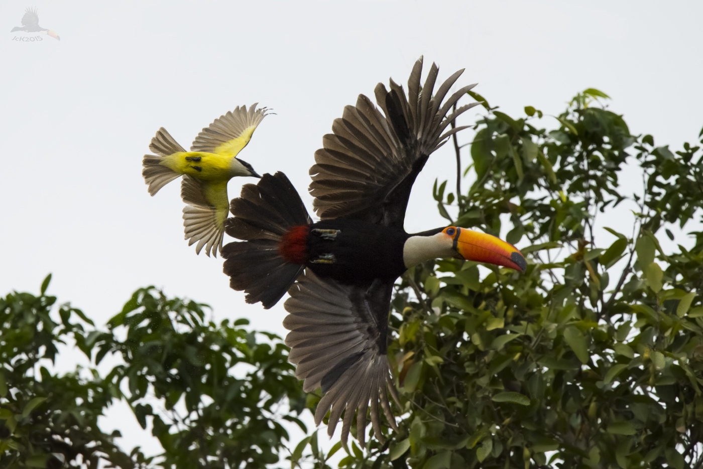 Tuco toucan (Ramphastos toco) "on the run"