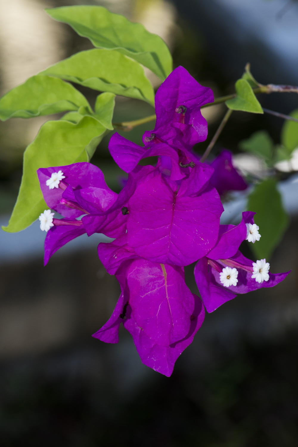 bougainvillea glabra