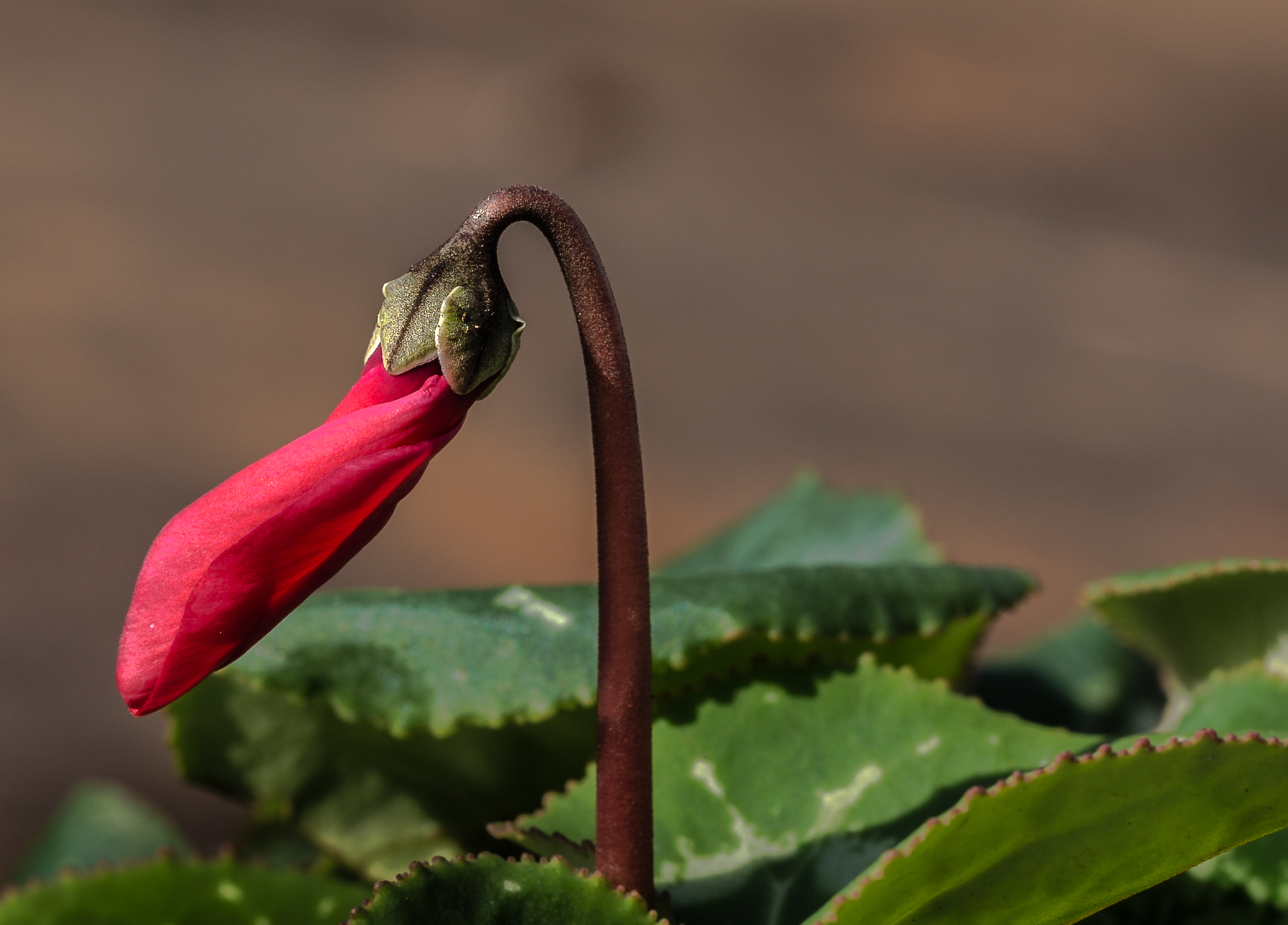Cyclamen in the morning